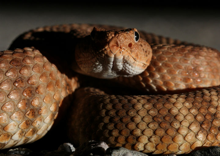 Speckled Rattlesnake